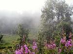 216b fog flowers creek.jpg